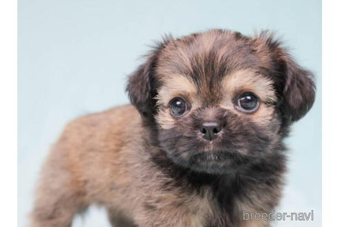 成約済の千葉県のミックス犬-194453の3枚目